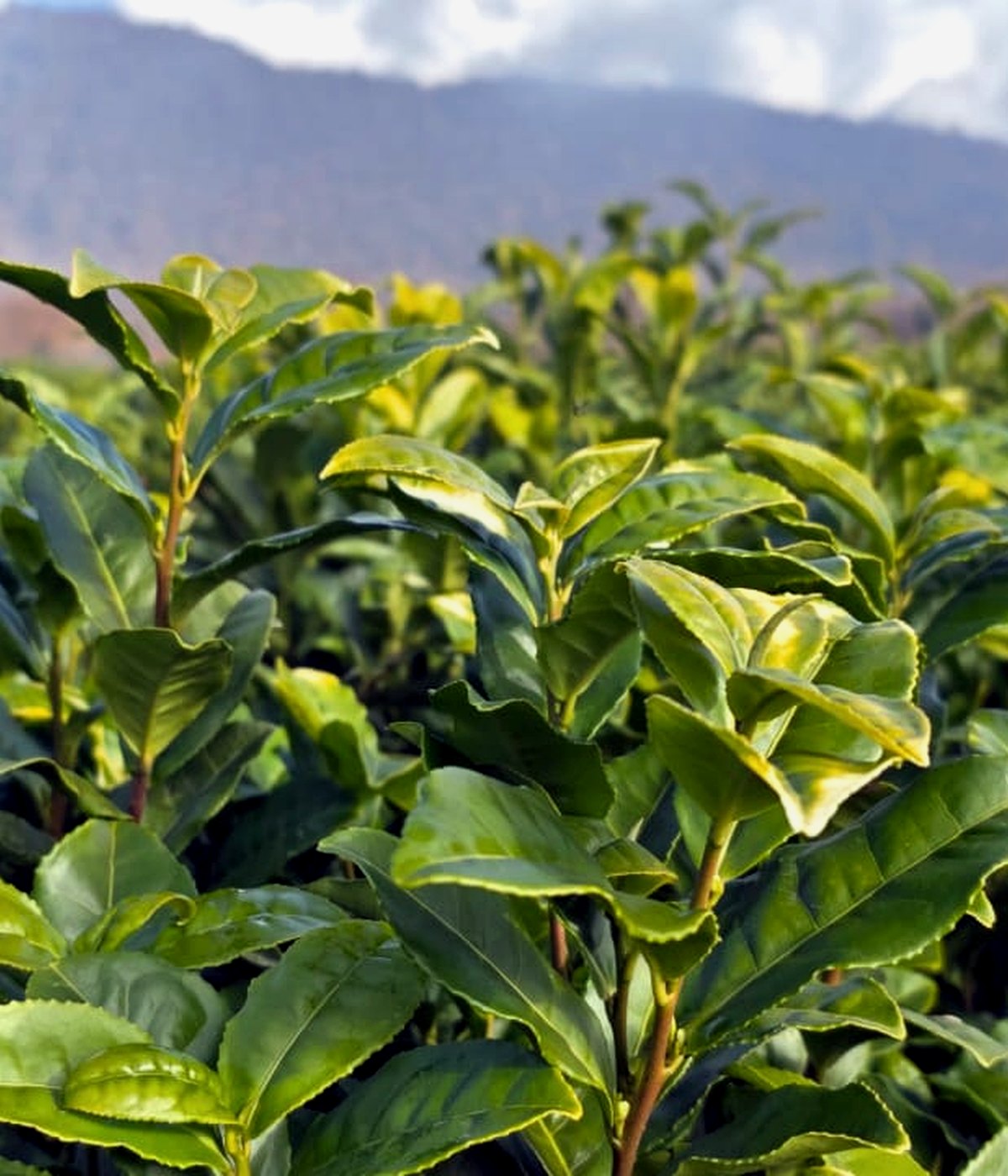 Mature tea garden leaves