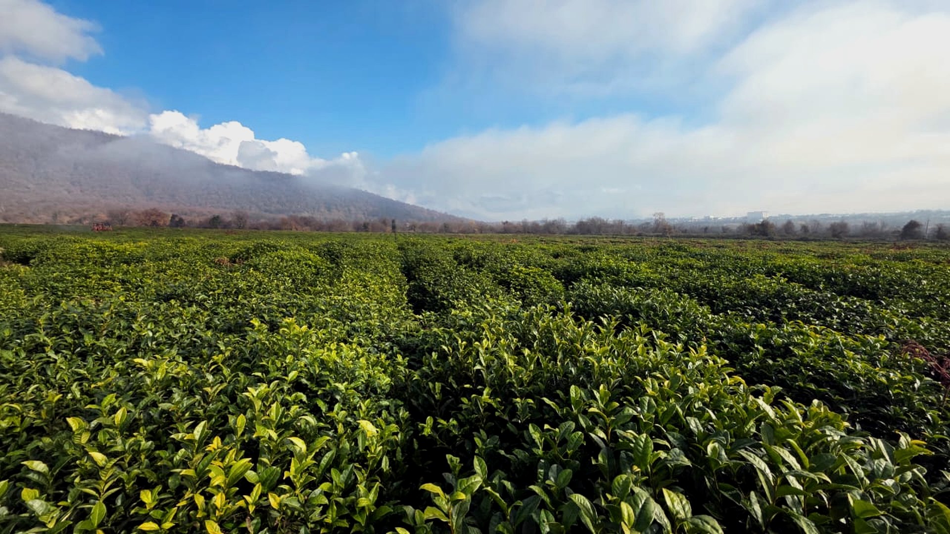 Tea liquor and place