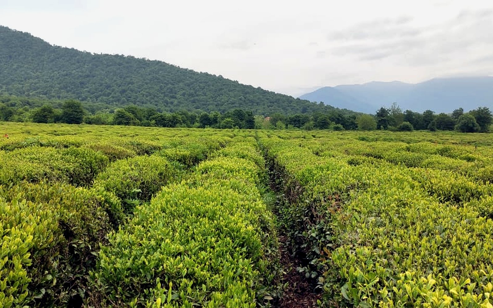 Tea garden landscape