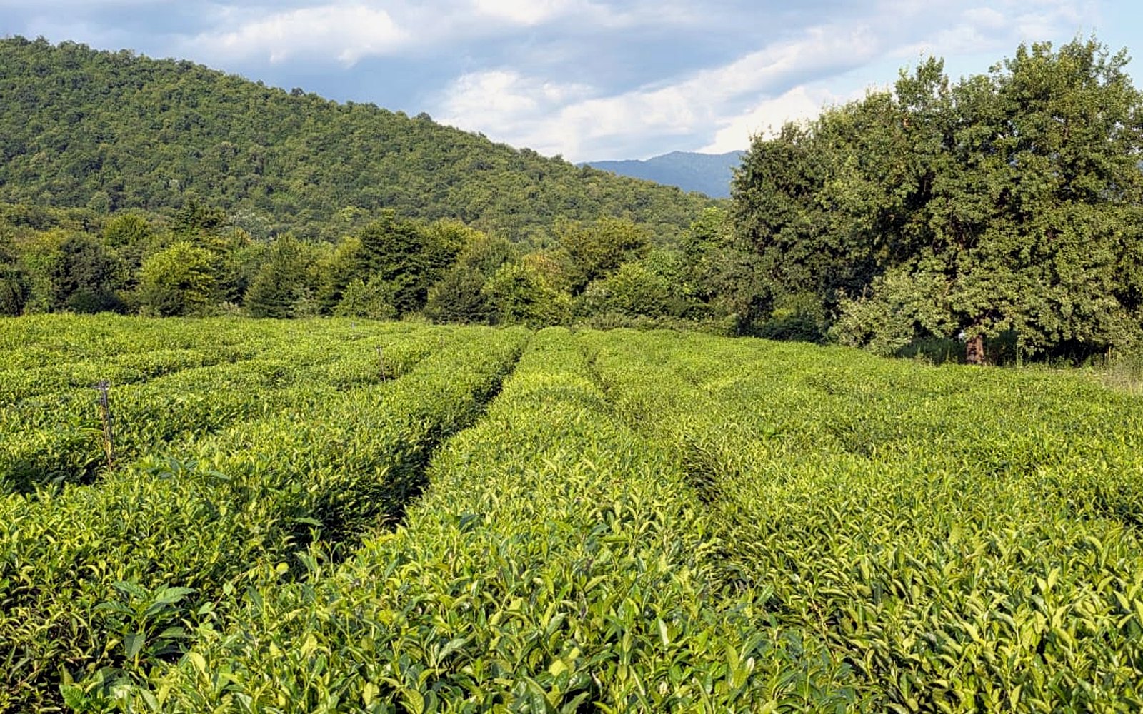Tea garden in Zaqatala foothills