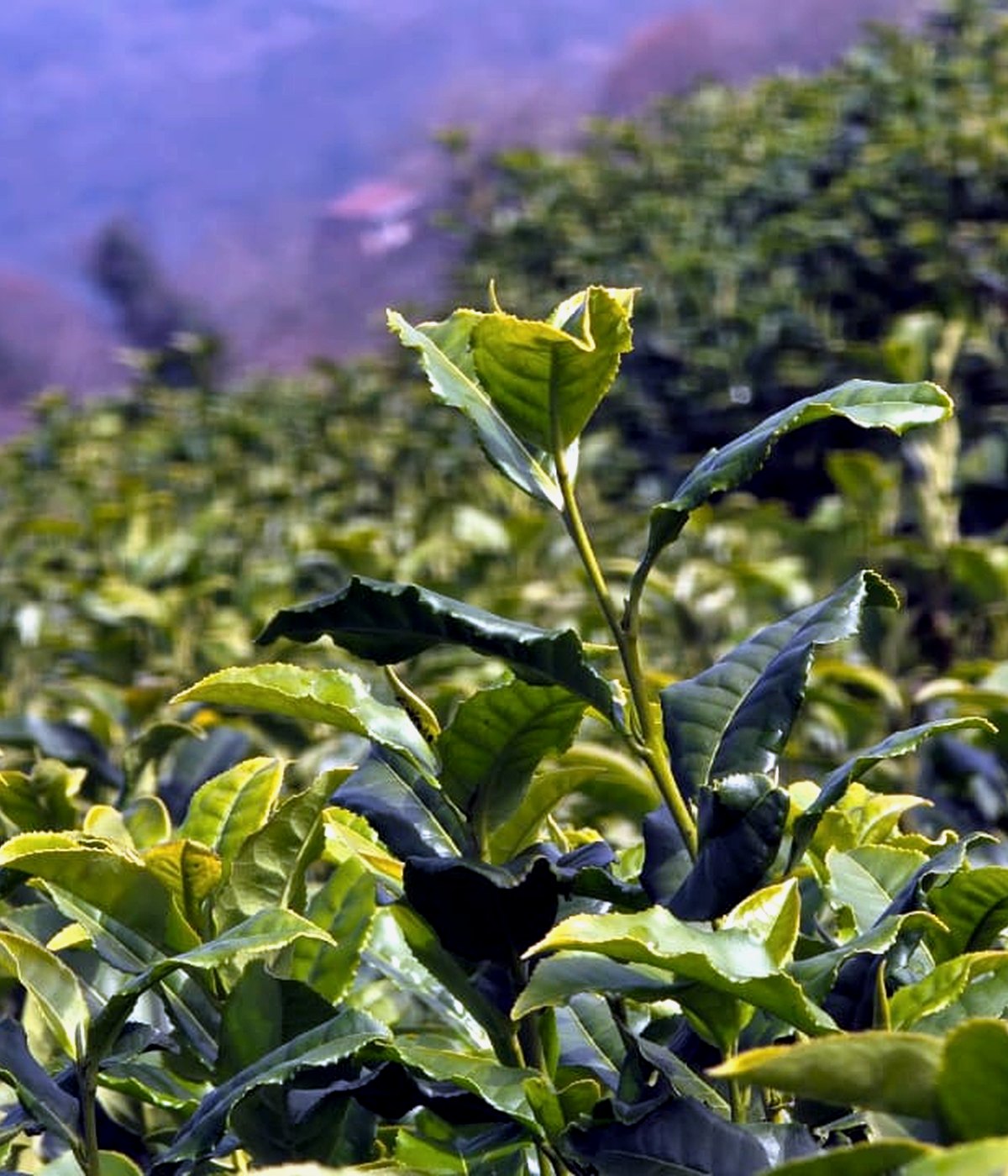Leaf selection closeup