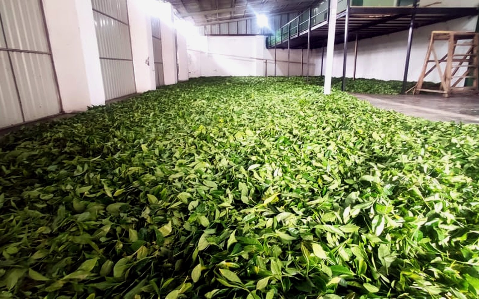 Tea withering room